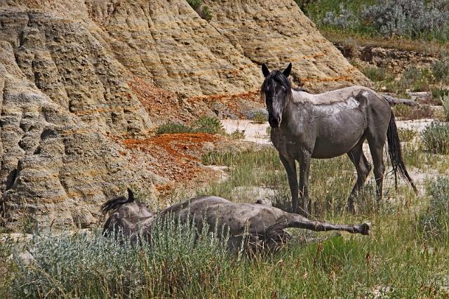 162 theodore roosevelt national park zuid, wilde paarden.JPG